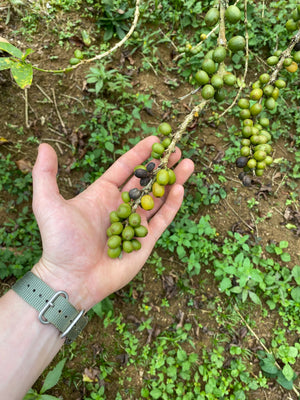 From bean to can: Blue Hound Brew's farm to cup commitment