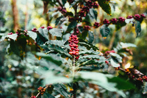 Vibrant red coffee beans, ready to be roasted into delicious Blue Hound Brew