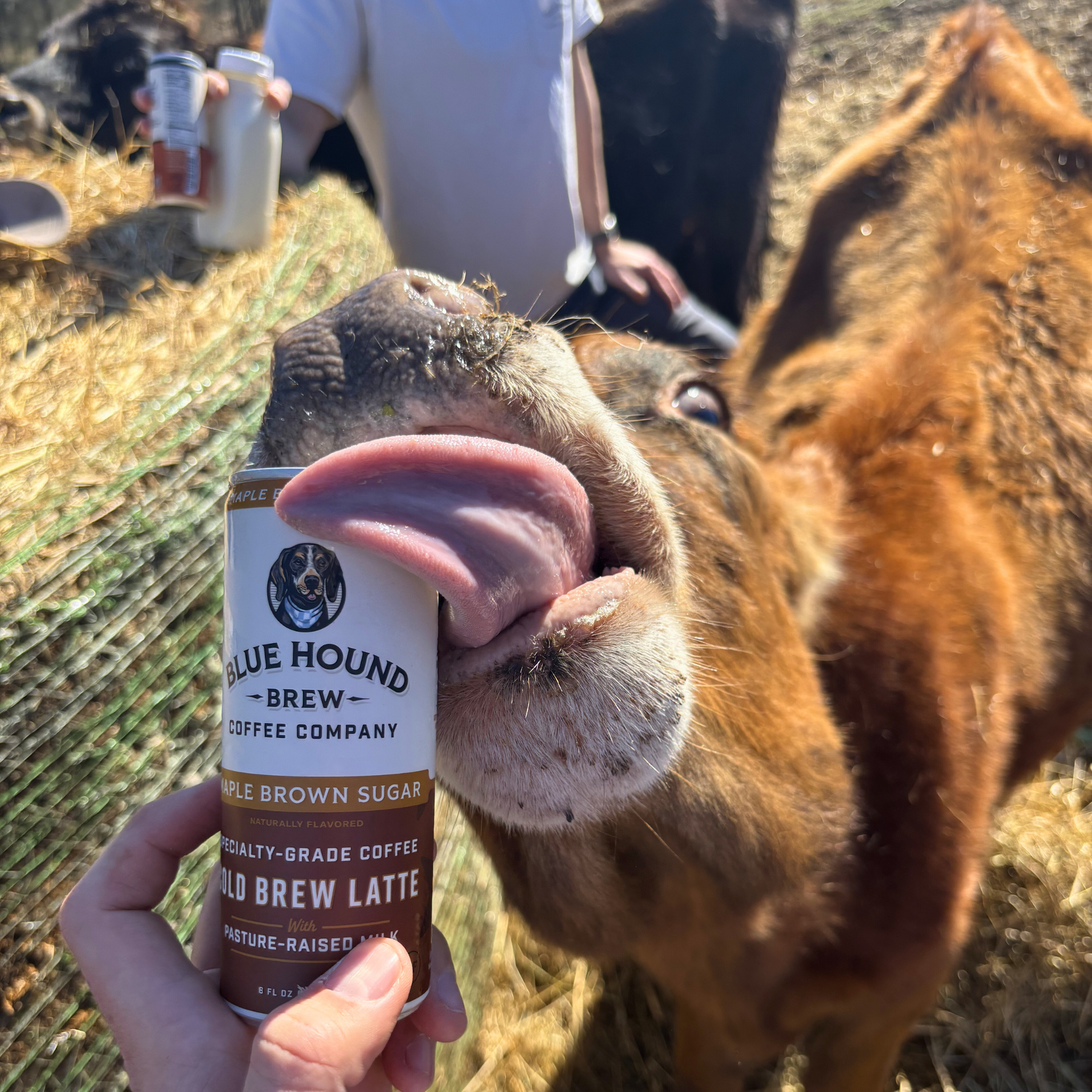 Ethical Dairy Practices: Why They Matter and Why We Care - Blue Hound Brew