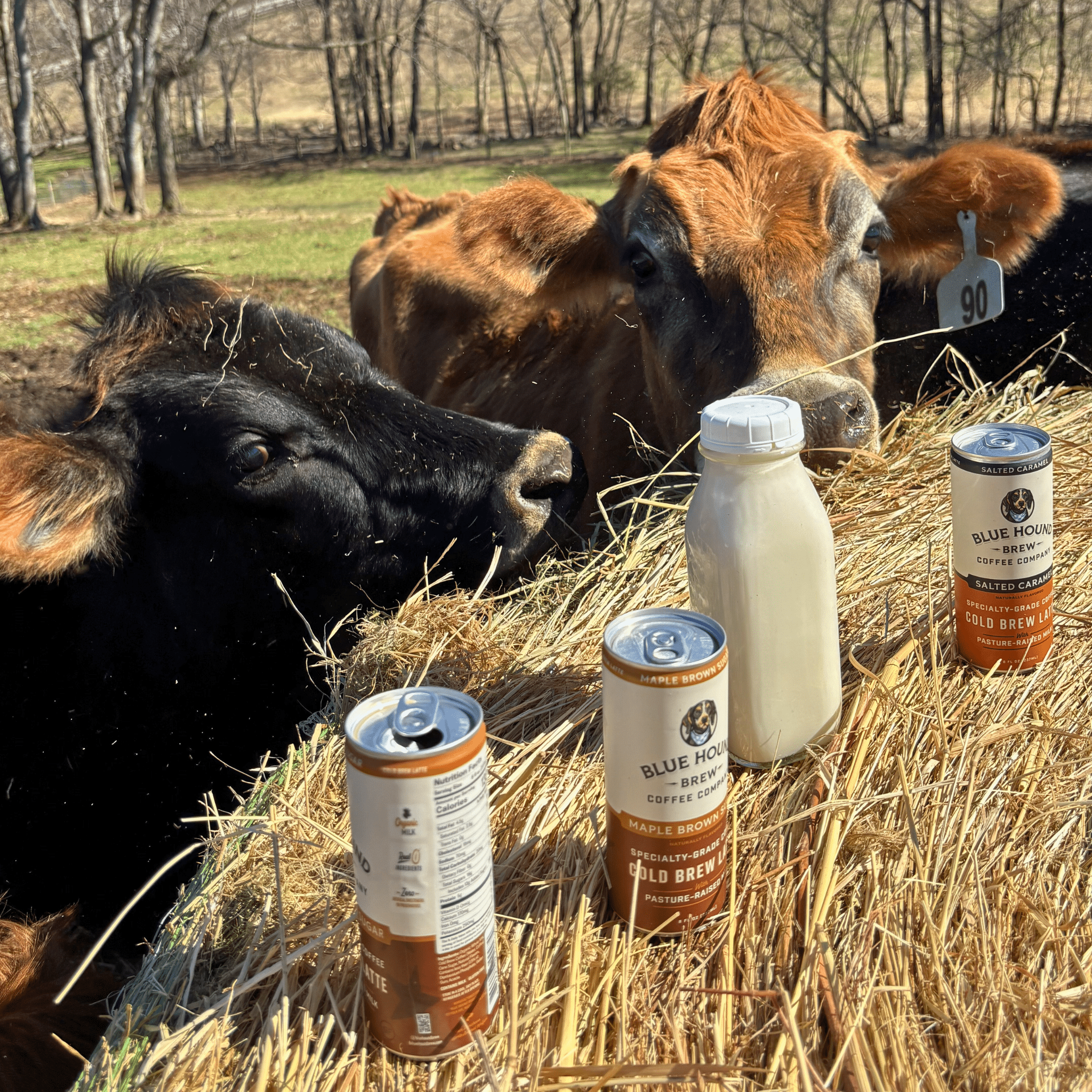 Happy Cows Make Better Coffee - Blue Hound Brew