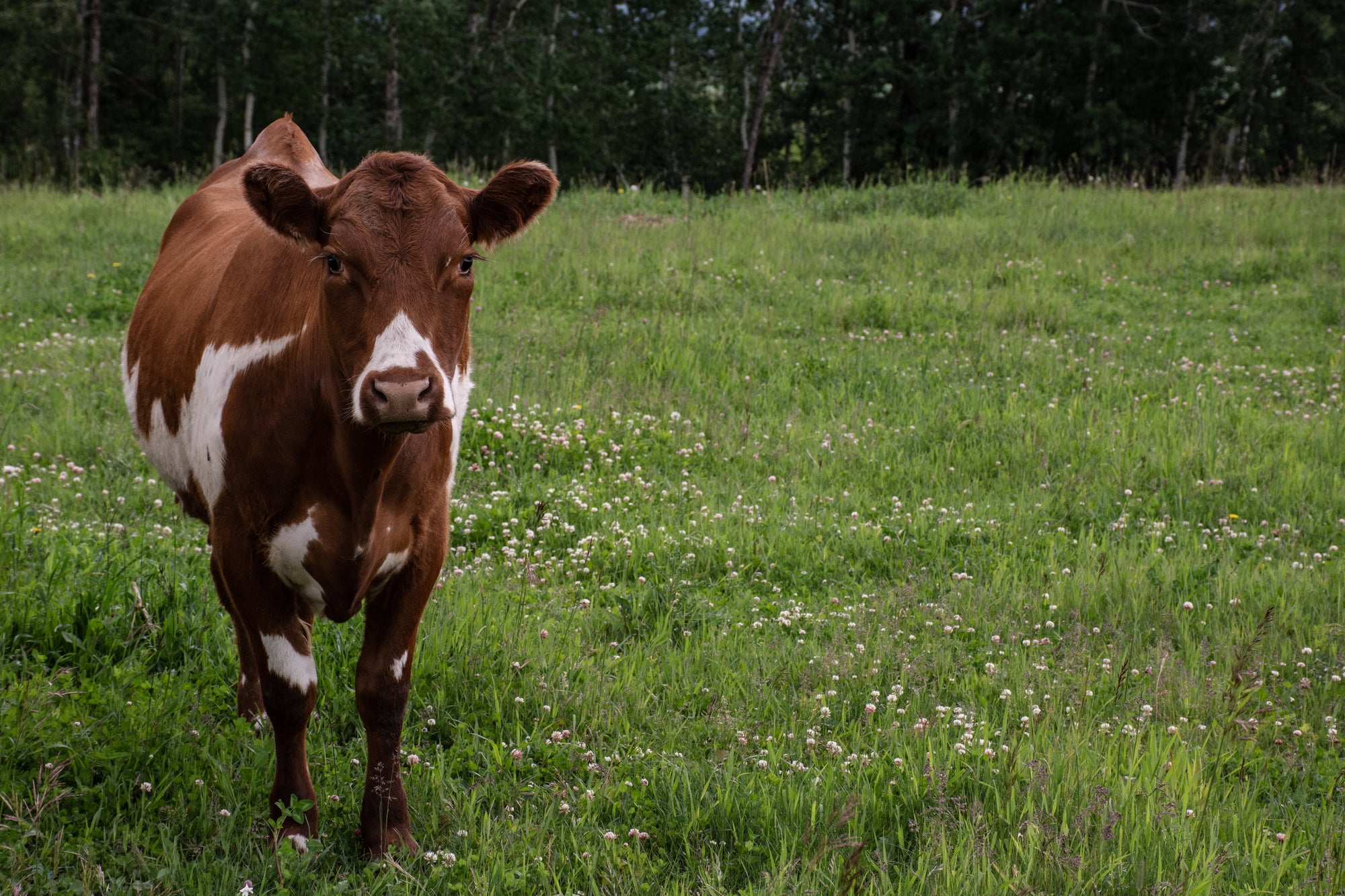 The Secret Ingredient: Why Our Organic Pasture-Raised Milk Makes All the Difference - Blue Hound Brew