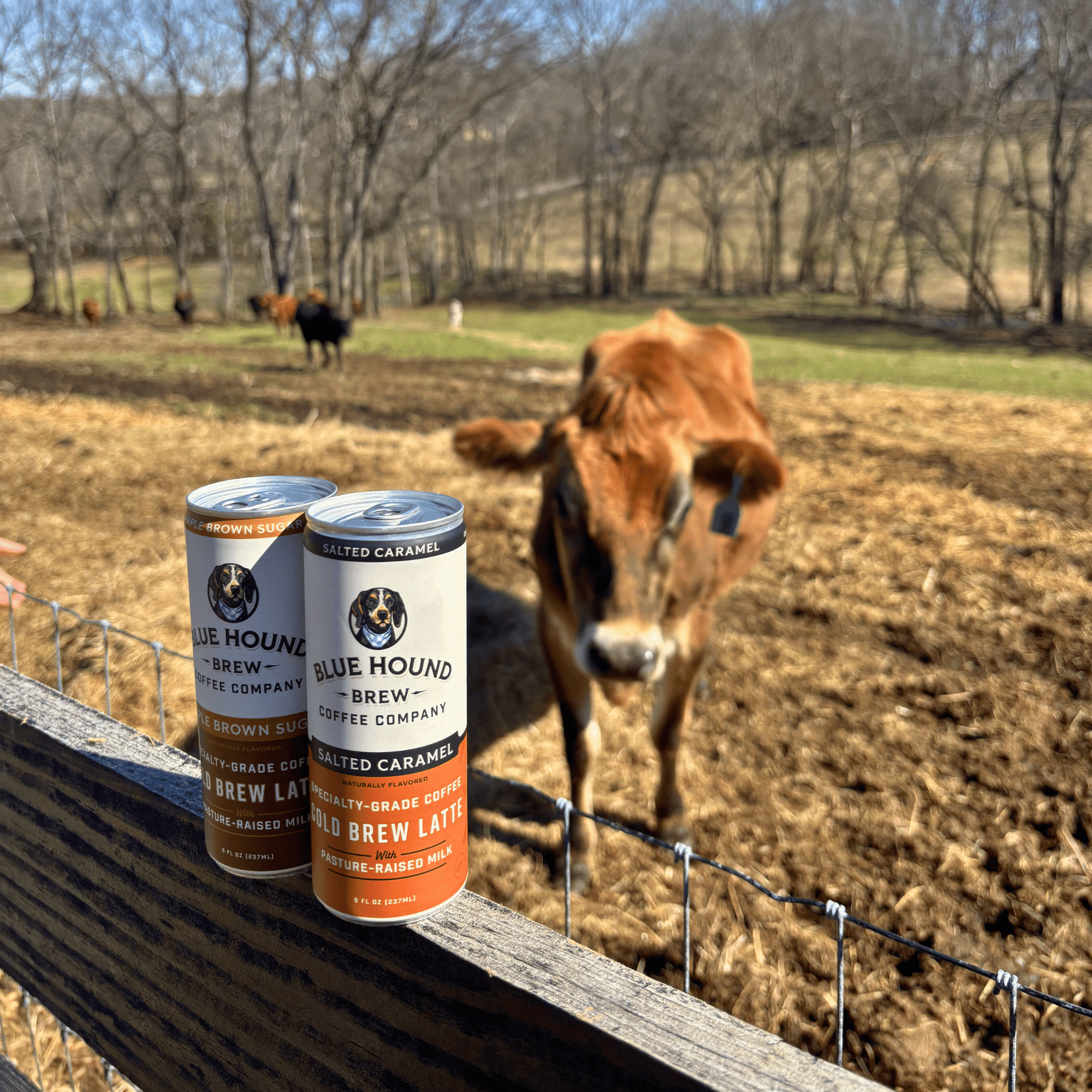 Why Ethical Sourcing and Happy Cows Make Better Coffee - Blue Hound Brew