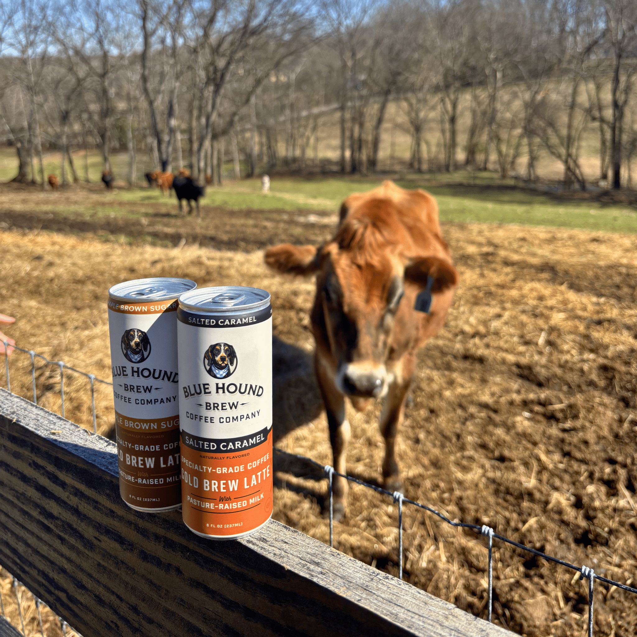 Why Ethical Sourcing and Happy Cows Make Better Coffee - Blue Hound Brew
